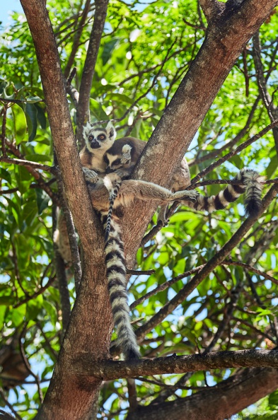 Madagaskar_MG_9865.jpg