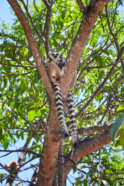 Madagaskar_MG_9876.jpg