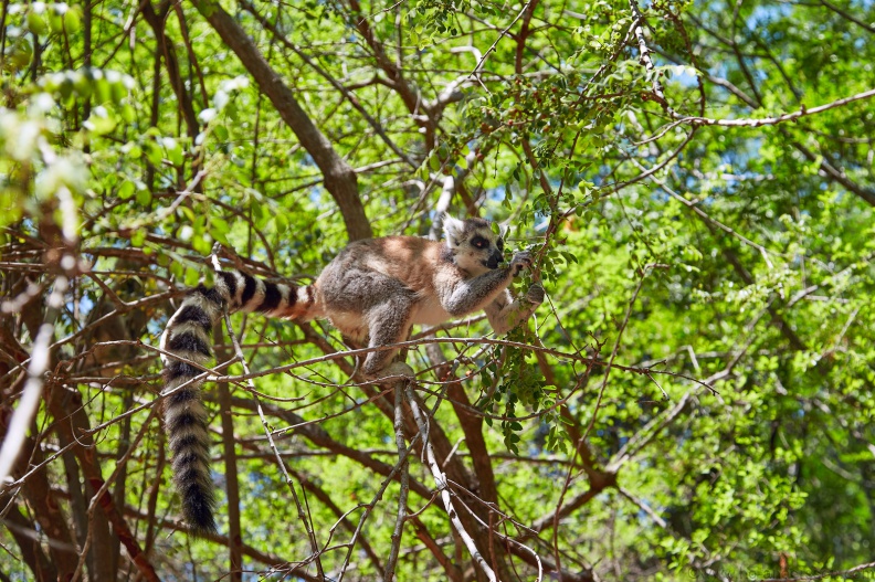 Madagaskar_MG_9894.jpg