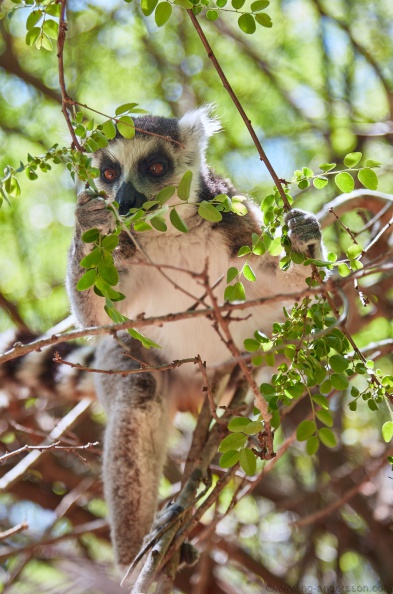Madagaskar_MG_9896.jpg