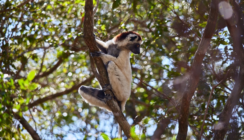 Madagaskar_MG_0133.jpg