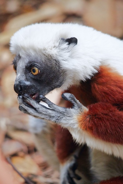 Madagaskar_MG_0544.jpg