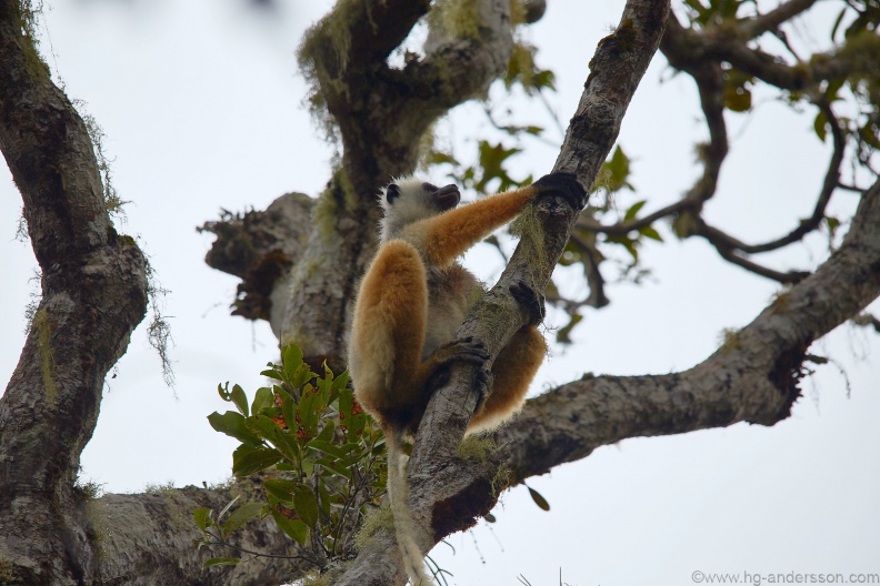 Madagaskar_MG_0681.jpg