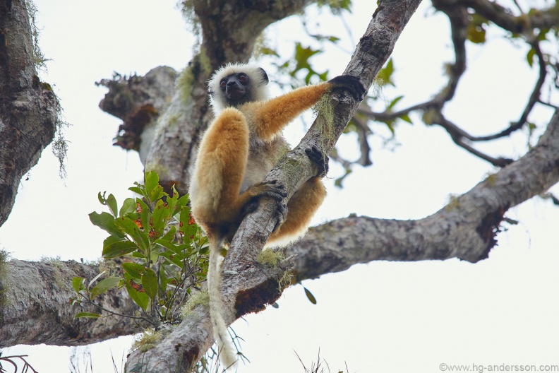 Madagaskar_MG_0683.jpg