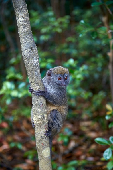 Madagaskar_MG_0835.jpg