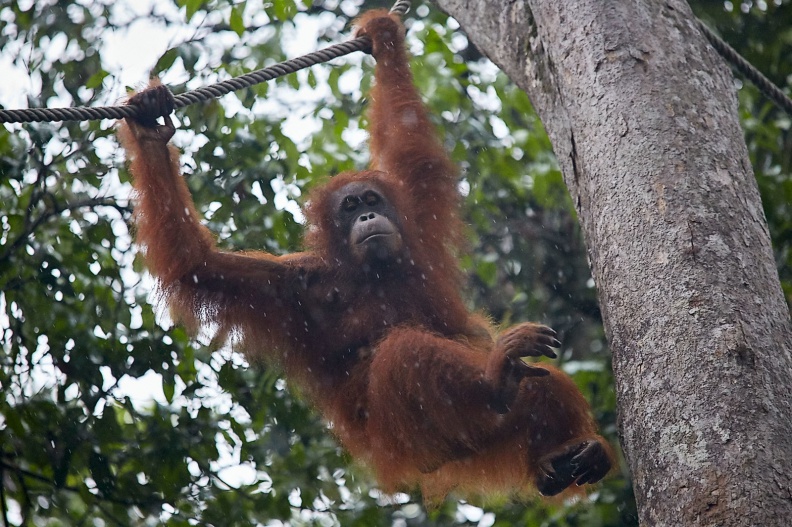 Borneo_PNG_MG_5800.jpg