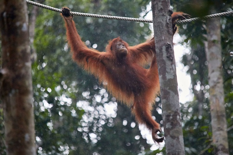 Borneo_PNG_MG_5828.jpg