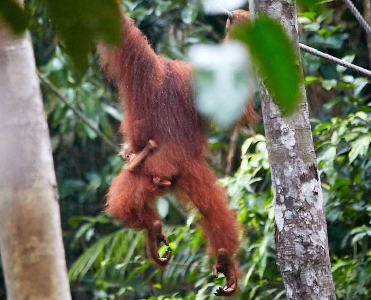 Borneo_PNG_MG_5842.jpg
