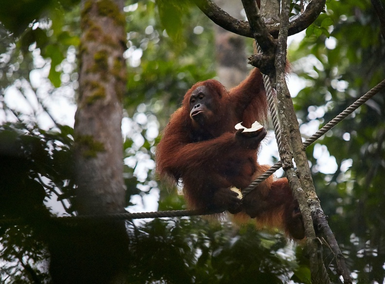 Borneo_PNG_MG_5855.jpg